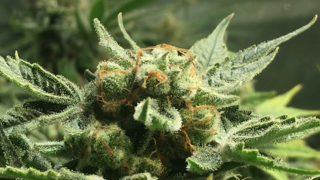 A Look at the Upcoming Seeds for Envy Genetics and an Update on the Veg Tent