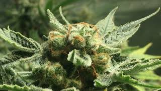 A Look at the Upcoming Seeds for Envy Genetics and an Update on the Veg Tent