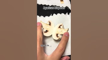 Button Mushroom Under Microscope