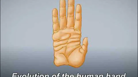 Evolution of the human hand - DayDayNews