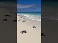 Turtle baby Facts Do you not Expected 🤯😲 | #facts #amazingfacts #itsmeissie #Shorts