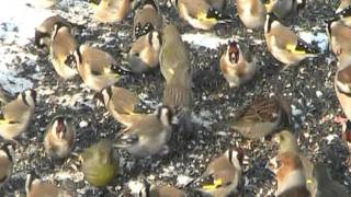 ⁣الحسون و طيور أخرى روعة