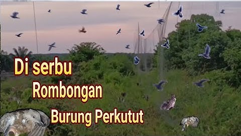 menjaring burung perkutut!!! auto panen burung  @Al_Abed