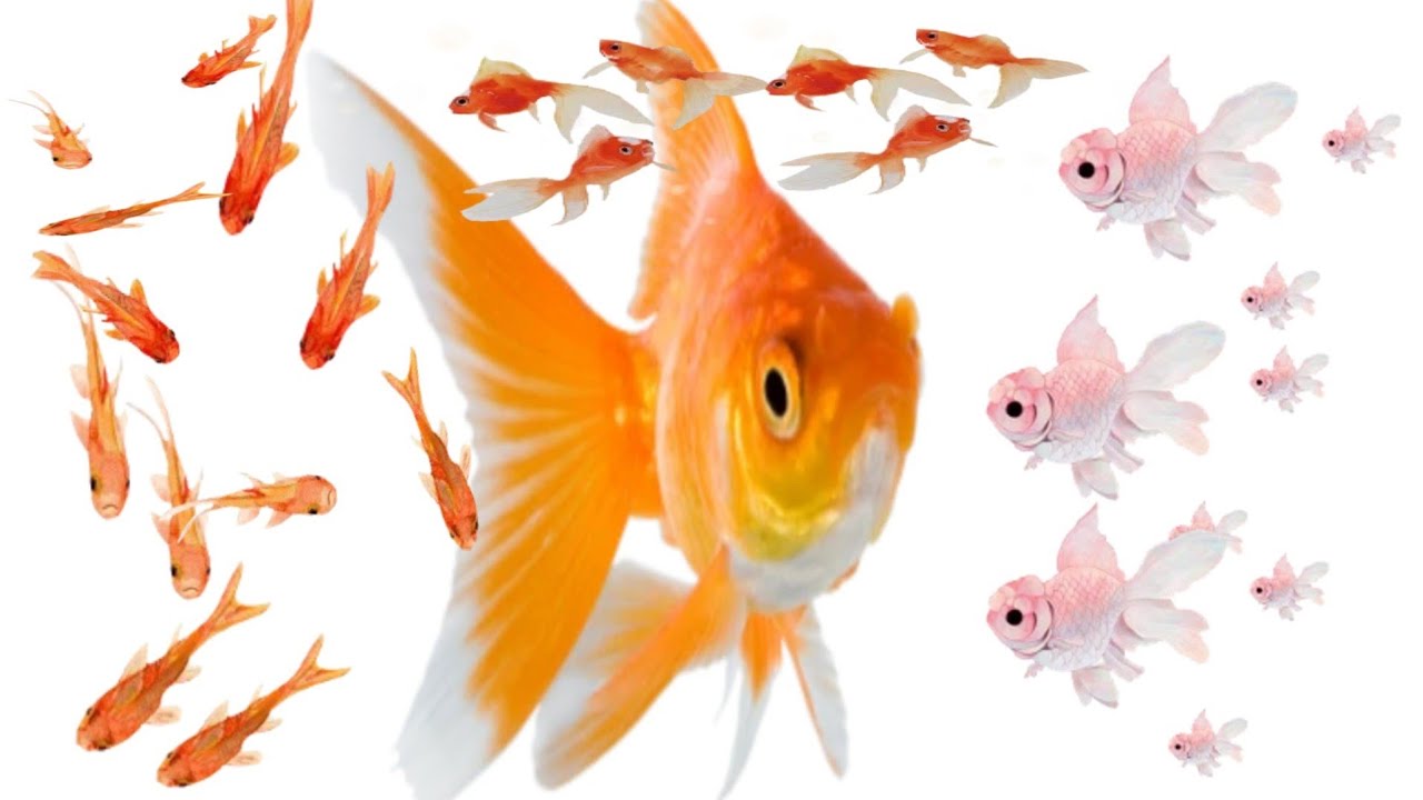 Cute Fishes Swimming With Sound🐟🐠🔊🔊 YouTube