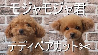 Poodle Grooming モジャモジャ君のテディベアカット