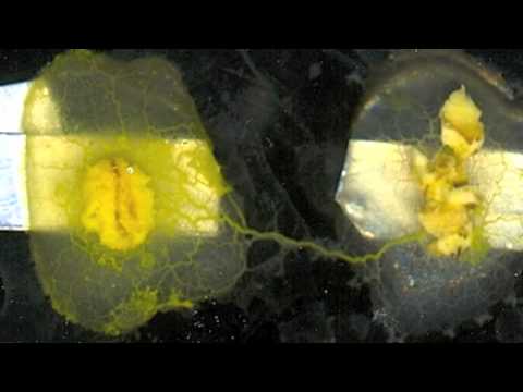camera iphone 8 plus apk Sonification of Physarum rerponse to BenzylAlcohol