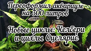 Обзор аквариума на 300 литров, новые цихлы Келбери и Оцелярис