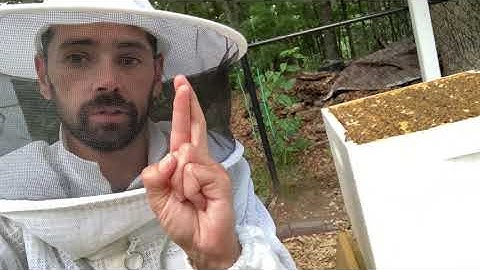 Week 15 - Part 2 - Splitting The Hives and Installing a New Queen!