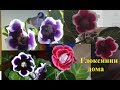 Глоксиния, синнингия (Gloxinia, Sinningia) посадка и уход