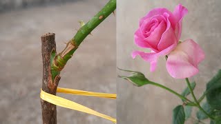 rose easiest and most successful grafting method | rose bud grafting new technique
