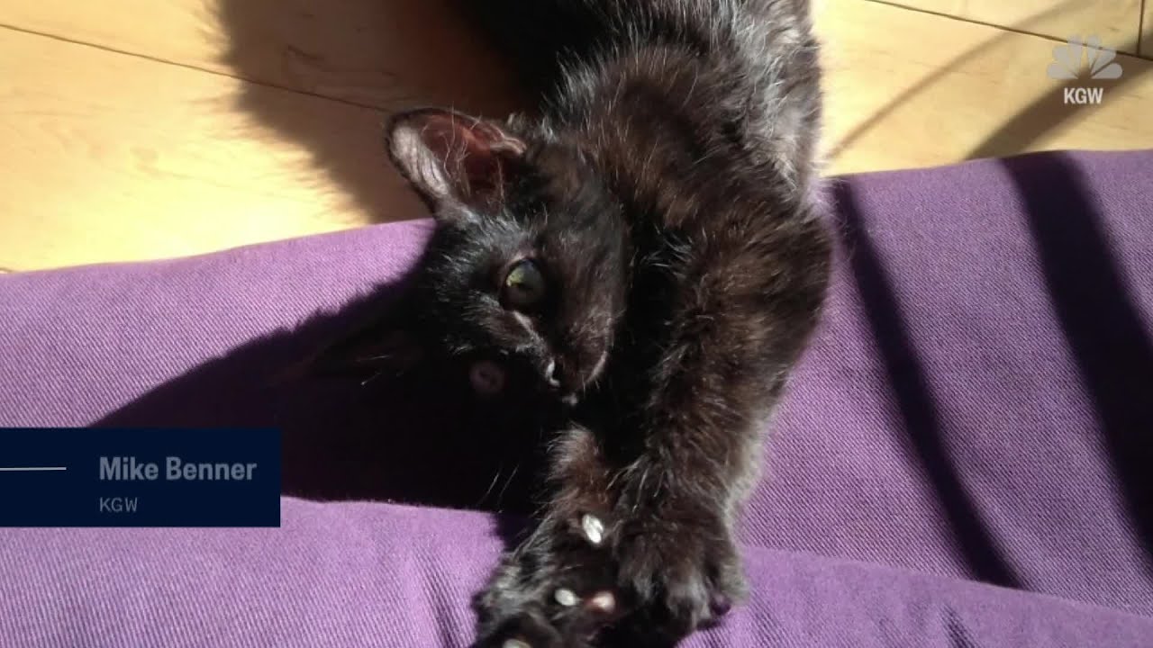 Five Years & 1,300 Miles - Long Lost Cat Comes Home - YouTube
