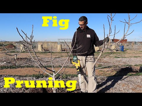ვიდეო: მოჭრილი ლეღვის ფოთლის მოჭრა - როგორ დავჭრათ ლეღვის ფოთლოვანი ხეები