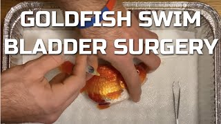 Goldfish Swim Bladder Surgery  Pressure Relief