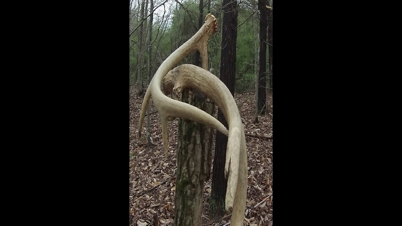 Antler & Mushroom Hunting KY YouTube