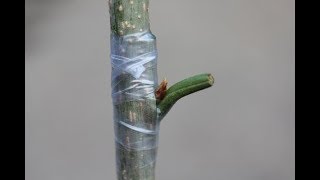 تطعيم الاشجار‍/ اللوز-  3 || Grafting trees