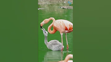 Почему фламинго розового цвета