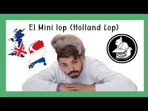 TODO sobre el MINI LOP (HOLLAND LOP) el conejo de OREJAS CAIDAS
