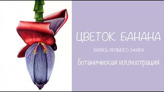 Цветок банана. Banana flower. Speedpaint