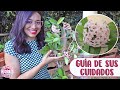 HOYA CARNOSA/FLOR DE CERA Guía de sus cuidados │Candy Bu