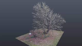 Tree Modeling with Photogrammetry Final