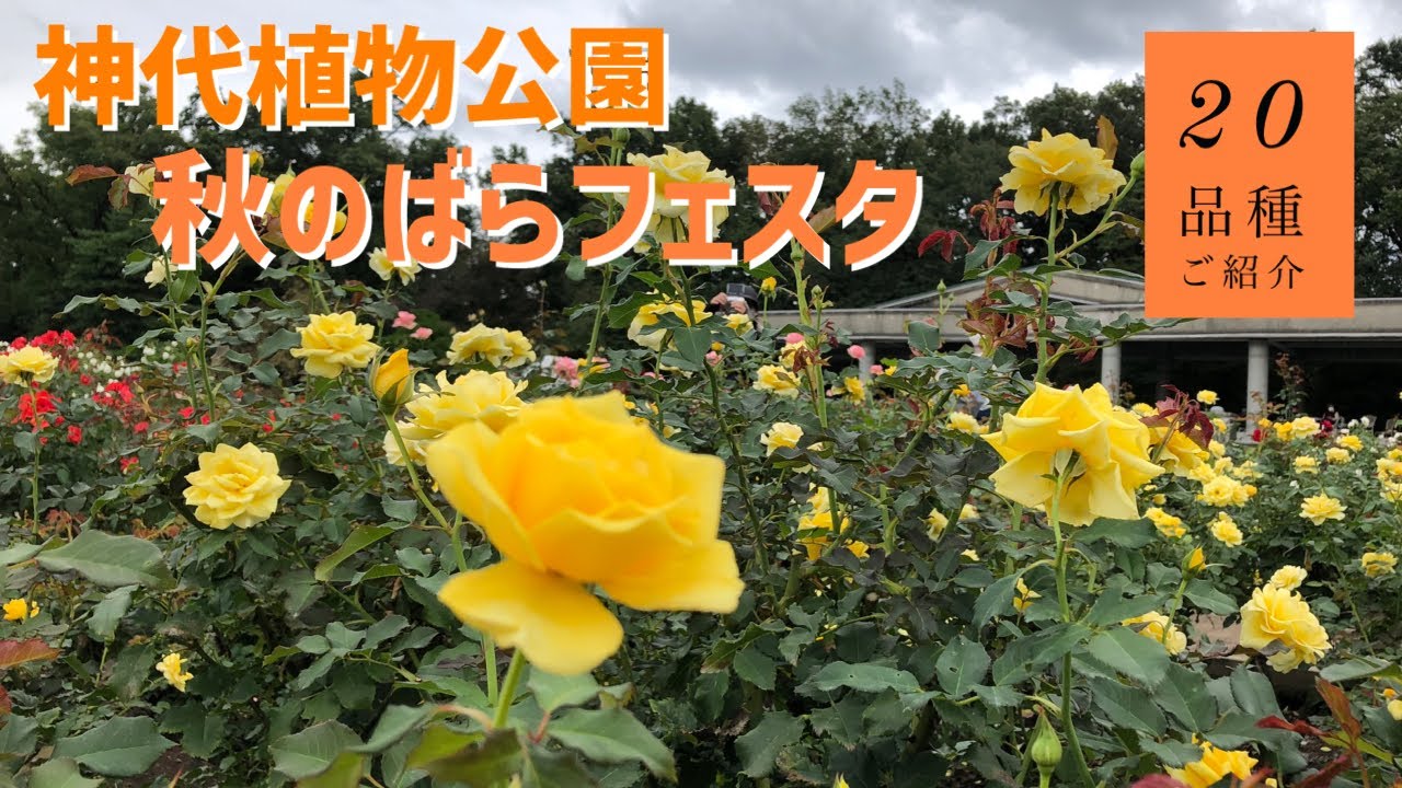 神代植物公園 秋の薔薇フェスタ品種rose Festival 22 Autum Jindai Botanical Gardens Tokyo Youtube