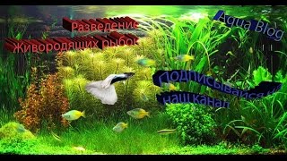 Разведение Живородящих рыбок : Гуппи, пецилии, меченосцы. Часть №1 Aqua Blog Подпишись!!! Разведение Живородящих рыбок : Гуппи, пецилии, меченосцы. Часть №1 Aqua Blog Подпишись!!!