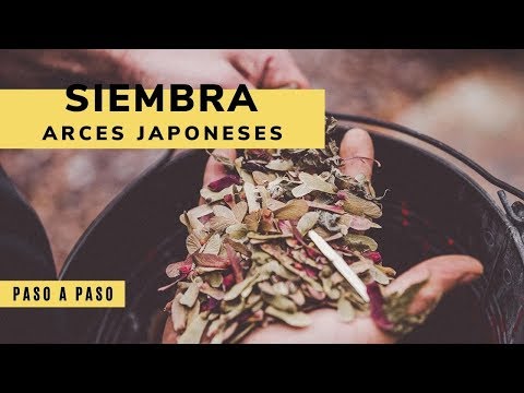 Video: Cultivo de arces japoneses a partir de semillas - Cómo germinar semillas de arces japoneses