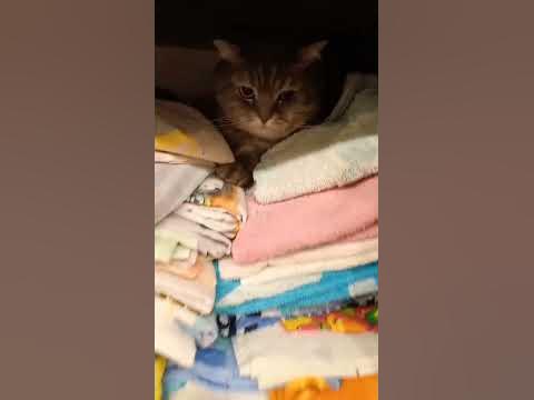 Непослушный кот - YouTube