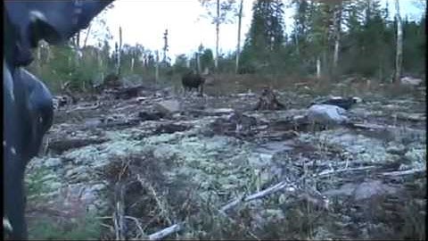 Moose Hunts 2007- 2009 @ Nipigon River Hunts part 1 of 2