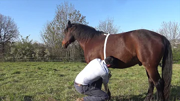 Comment mesurer le poids d'un cheval ?