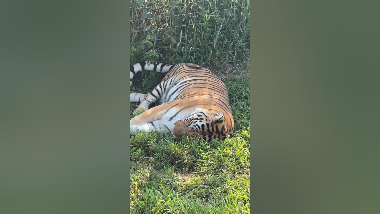 Dutchess Tiger awakens from a peaceful afternoon catnap to amble over to interact with staff