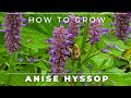 Complete guide to anise hyssop  growcaregerminationuses