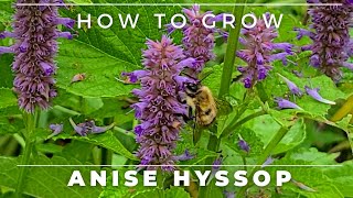 Complete Guide to Anise Hyssop - Grow/Care/Germination/Uses screenshot 1