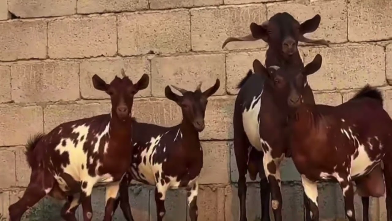 تيوس وأغنام دهم