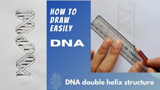 How to draw DNA double helix structure | CLASS12