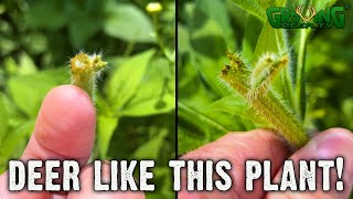Deer Like This Plant! - Native Habitat for Whitetail Deer