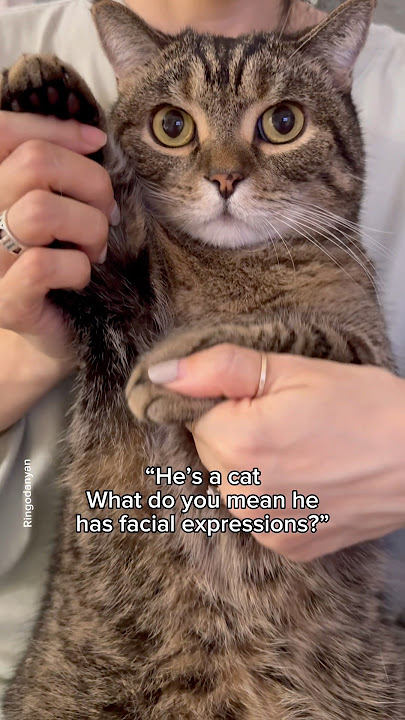 Which mood are you today?😻 #shorts #cat #funny