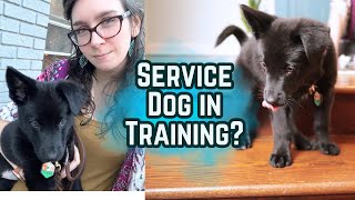 Self Reflection, Am I Up To Self Training My Service Dog? by Busy With Dogs 63 views 3 weeks ago 18 minutes