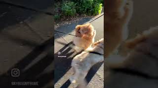 Golden Moments: Playful Goldendoodles Having the Time of Their Lives!