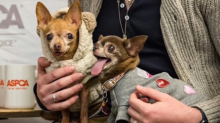New York City Shelter Dogs Have Visceral Reaction ...