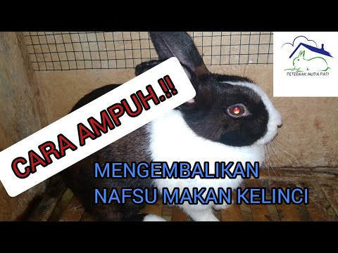 Video: Hilangnya Nafsu Makan Pada Kelinci