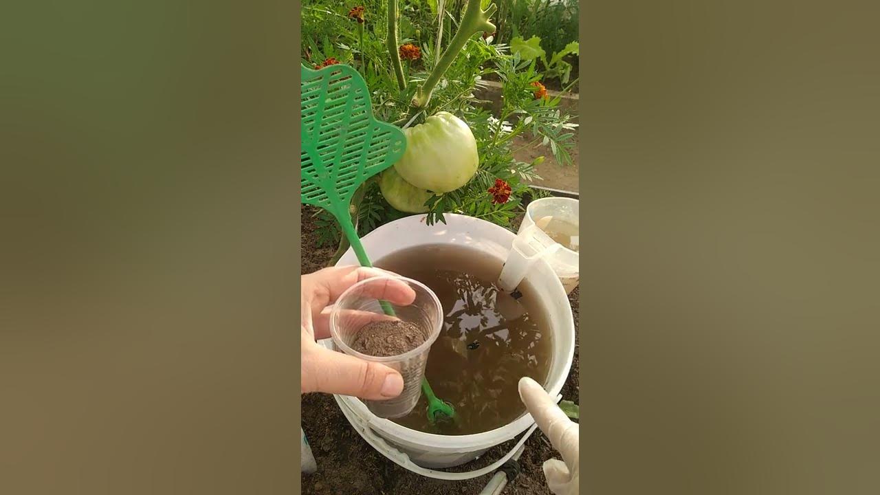Зольная подкормка для томатов и огурцов. Зольный настой для подкормки томатов.