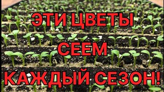 Какие ЦВЕТЫ сеем в январе, феврале, марте? Наш ассортимент НА СЕЗОН 2024!