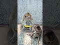 #monkey #shorts