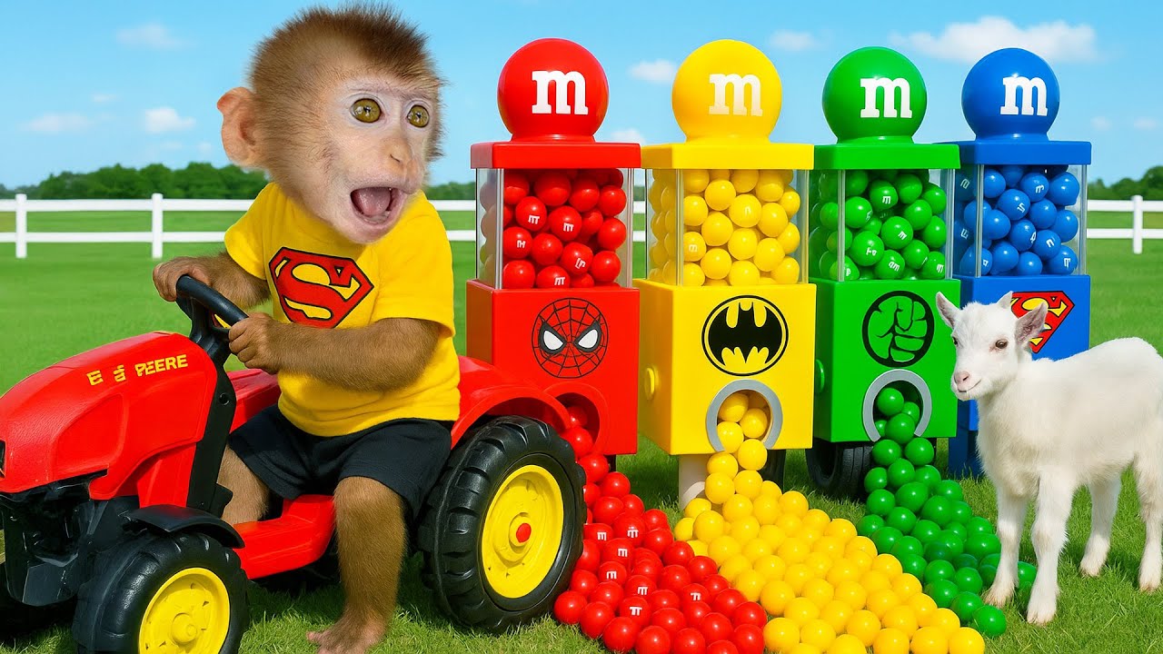 Monkey LiLy drives a tractor to the garden to harvest fruits and enjoys M&M candies with the Goat!