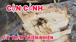 Cận cảnh lấy trầm thiên nhiên từ cây gió bầu | Khanh Trầm Hương