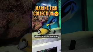 Sheetal Aquarium 😍 | Marine Fish Set-up 🫍| #5May #marinefish #marinetank #aquriumhobby