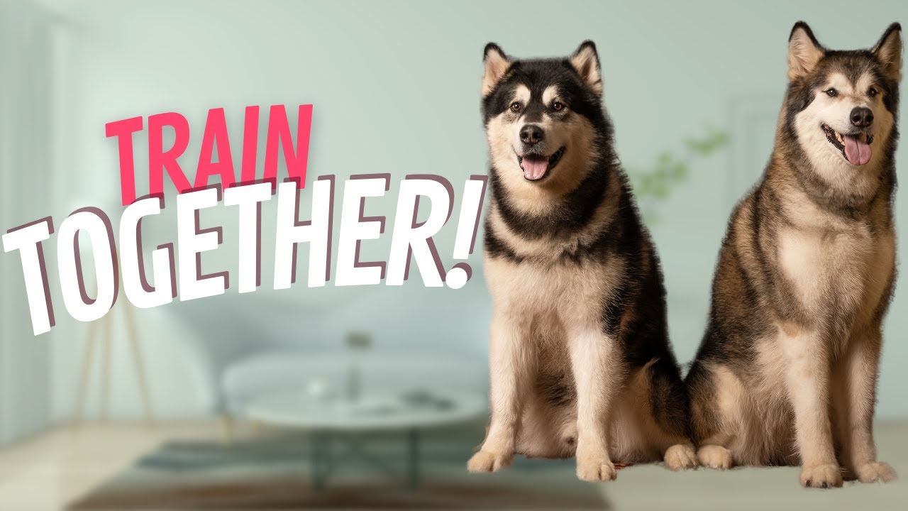 Work TWO Dogs At Once 5 Easy Exercises YouTube work-two-dogs-at-once-5-easy-exercises-youtube