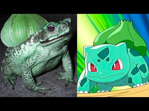 Video: Pokemon And What They Look Like