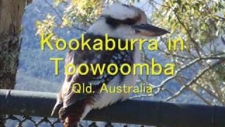 Kookaburra in Qld, Australia